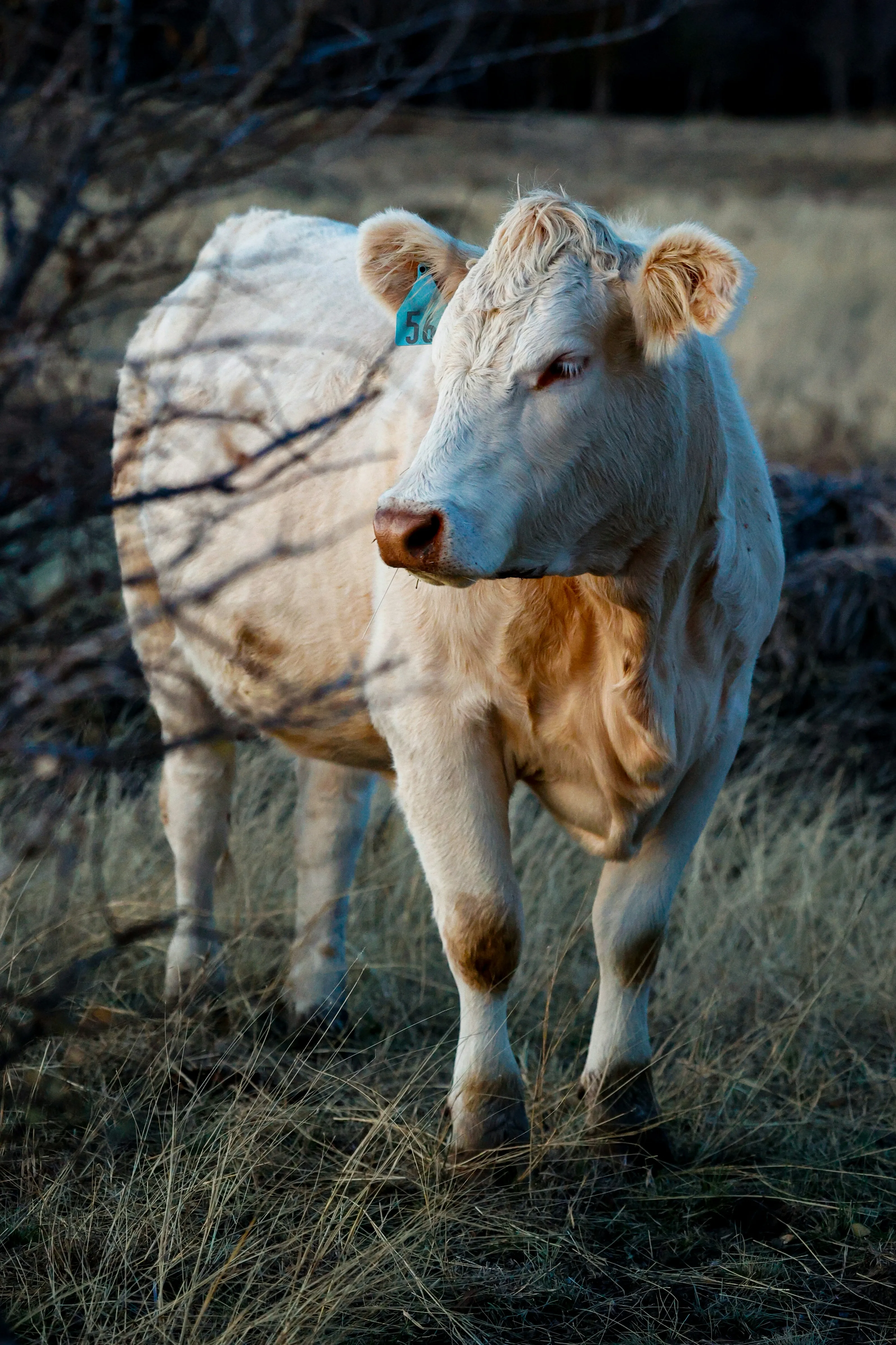 Ibusisiwe Cattle