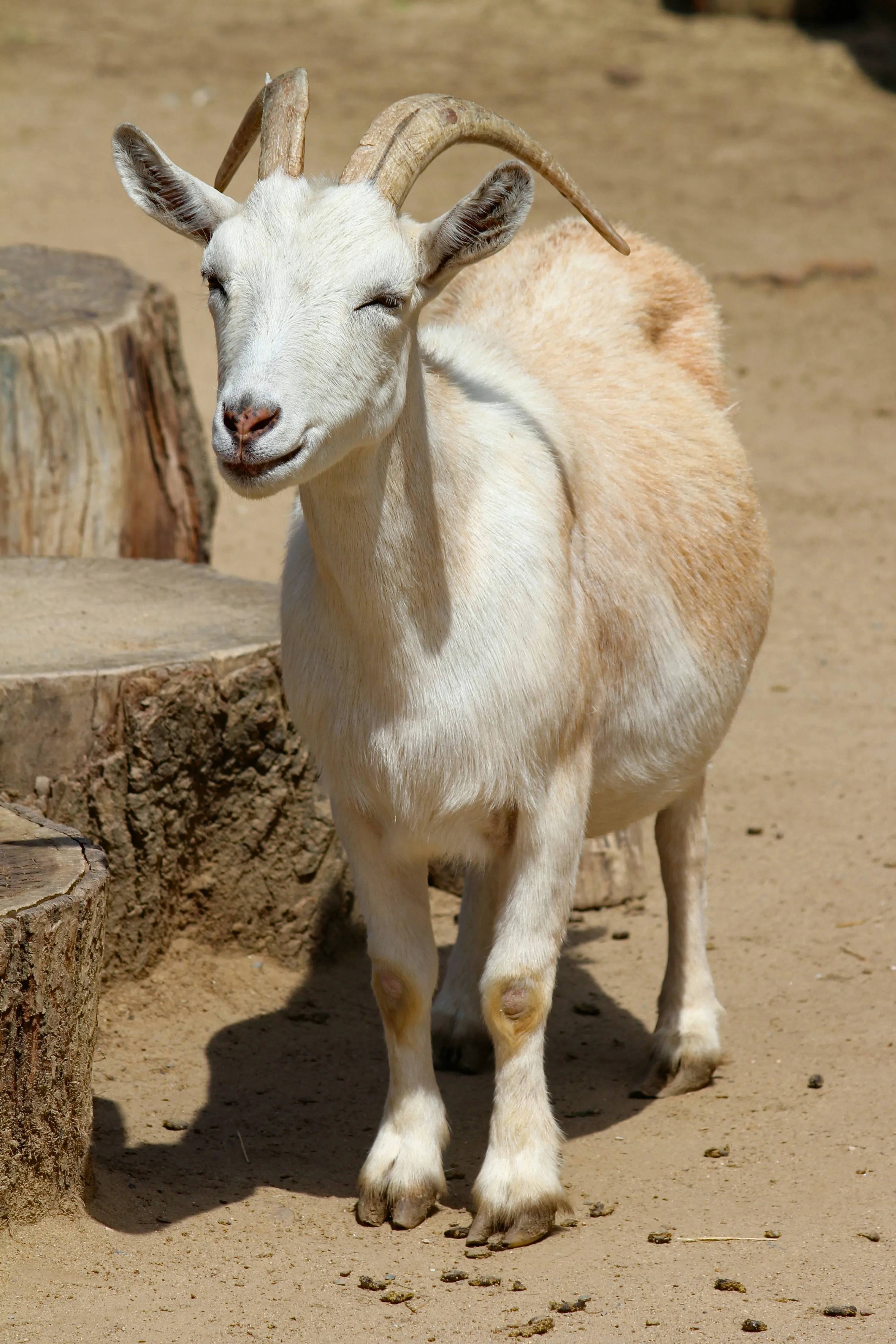 Ibusisiwe goats